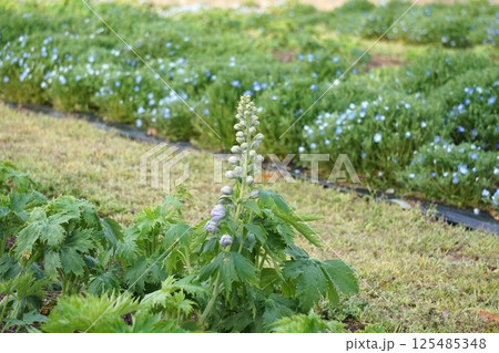 デルフィニウムのつぼみ 125485348