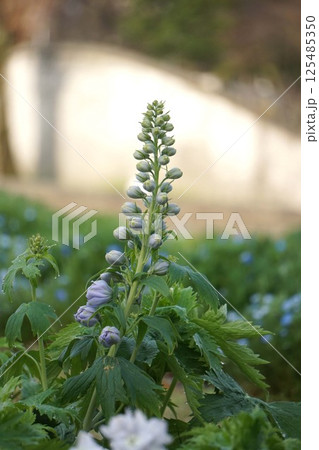 デルフィニウムのつぼみ 125485350