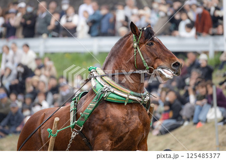 東北輓馬競技大会 障害を超える輓馬 東北輓馬競技大会 障害を超える輓馬 125485377