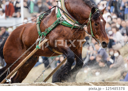 東北輓馬競技大会 障害を超える輓馬 125485378