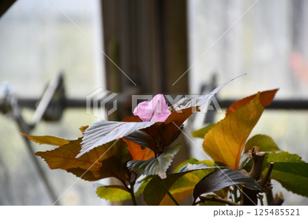 咲き終わった花びらのゆりかご 125485521