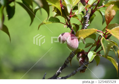 恥ずかしがり屋の梅の実 恥ずかしがり屋の梅の実 125485529