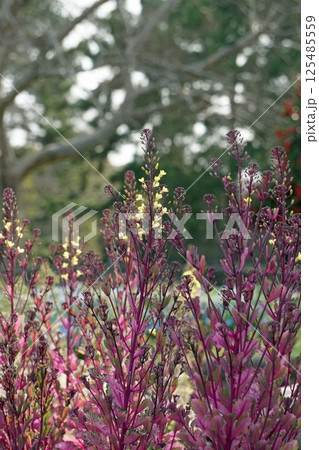 ハボタンの花 125485559