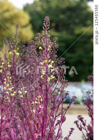 ハボタンの花 125485560