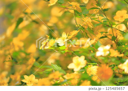 満開のヤマブキ(山吹)の花 満開のヤマブキ(山吹)の花 125485657