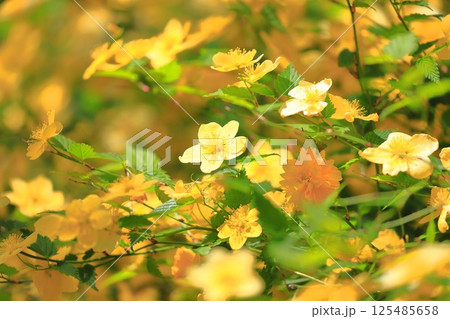 満開のヤマブキ（山吹）の花 125485658