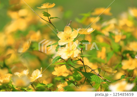 満開のヤマブキ（山吹）の花 125485659