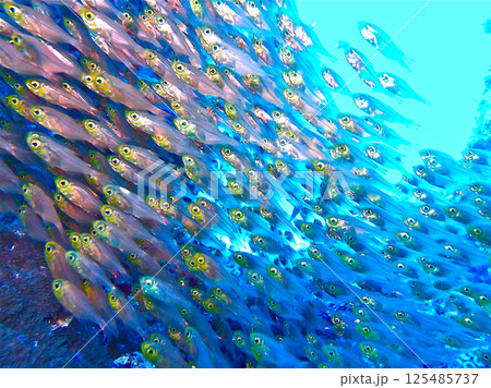 キンメモドキの群れ 125485737