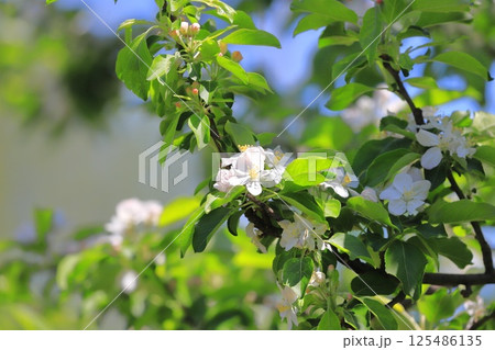 姫リンゴの白い花とピンク色の蕾 125486135