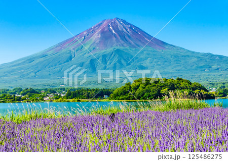 夏の富士山　～河口湖大石公園のラベンダー畑～ 125486275