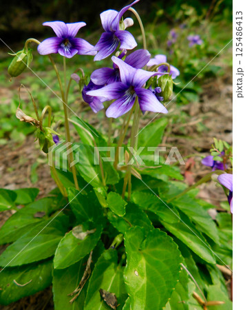 リュウキュウコスミレ リュウキュウコスミレ 125486413