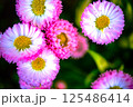 いっぱいのピンクの花 125486414