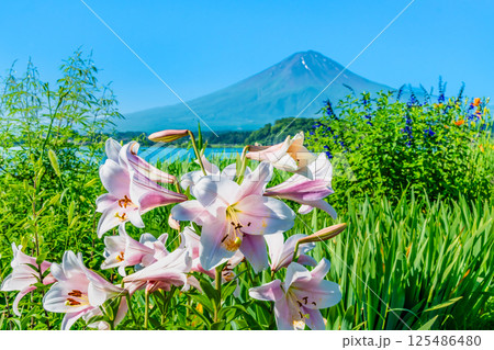 夏の富士山 ~河口湖大石公園~ 夏の富士山 ~河口湖大石公園~ 125486480