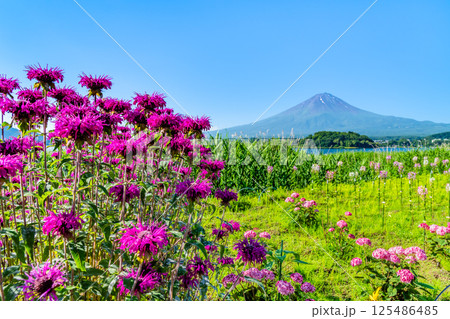 夏の富士山　～河口湖大石公園～ 125486485