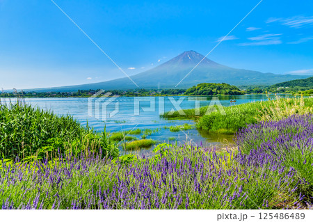 夏の富士山　～河口湖大石公園～ 125486489