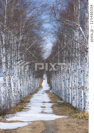 白樺並木 125486584