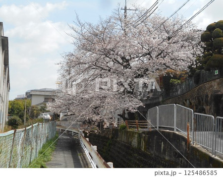 サクラ 125486585