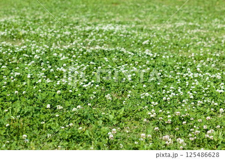 5月のシロツメクサ群 125486628