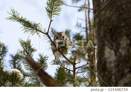 エゾモモンガ エゾモモンガ 125486729