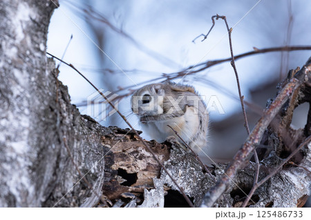 エゾモモンガ 125486733