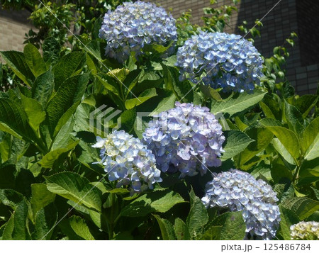 アジサイ アジサイ 125486784