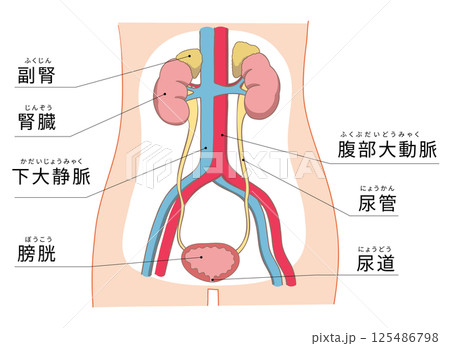 腎臓から尿管・膀胱までのわかりやすい解剖イラスト 125486798