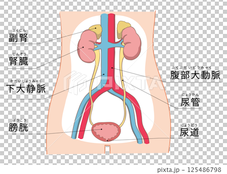 腎臓から尿管・膀胱までのわかりやすい解剖イラスト 125486798