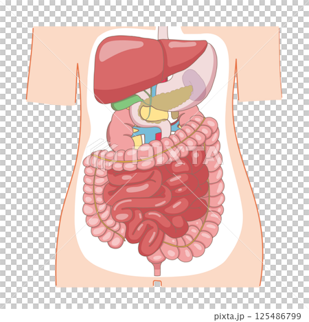 Cross-sectional illustration of the human body showing the organs from the liver and stomach to the intestines 125486799