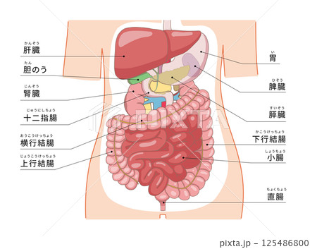 肝臓・胃から腸までの臓器がわかる人体の断面図解イラスト 125486800