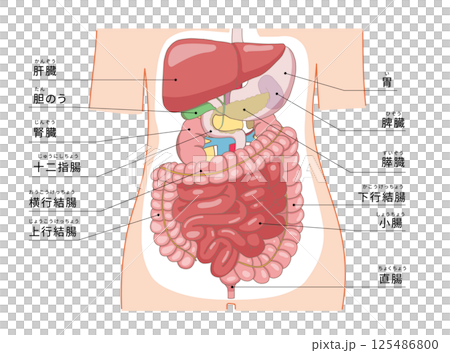 肝臓・胃から腸までの臓器がわかる人体の断面図解イラスト 125486800
