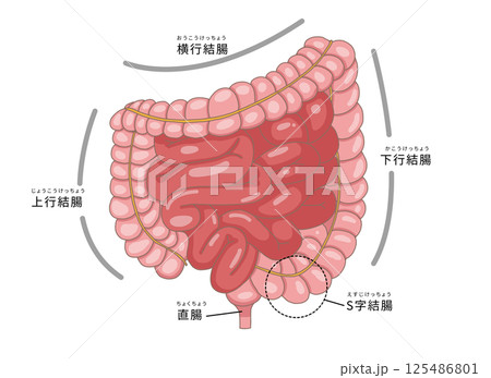 小腸・大腸の各部位を表すイラスト 125486801