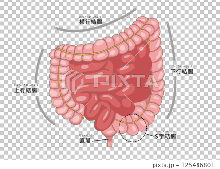 小腸・大腸の各部位を表すイラスト 125486801