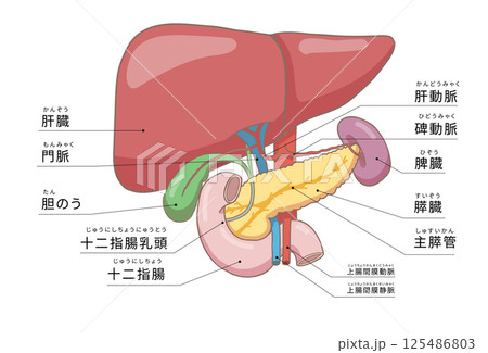 肝臓、すい臓・脾臓など周辺の臓器をわかりやすく表したイラスト 125486803
