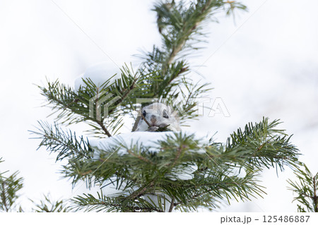 エゾモモンガ エゾモモンガ 125486887