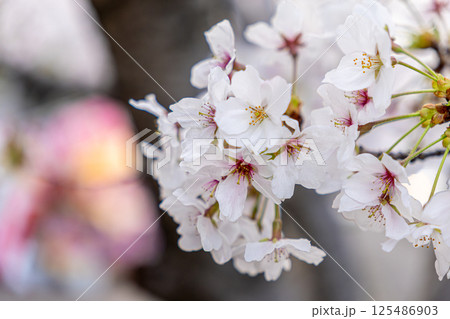 桜の花びら 桜の花びら 125486903