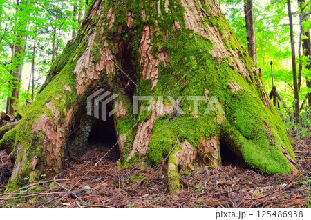 日光東照宮への参拝路 栃木県 1 日光東照宮への参拝路 栃木県 1 125486938