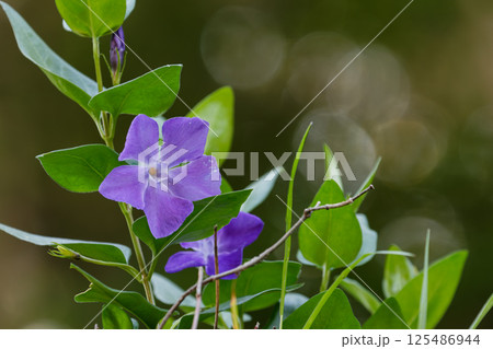 上品なツルニチニチソウの花 上品なツルニチニチソウの花 125486944