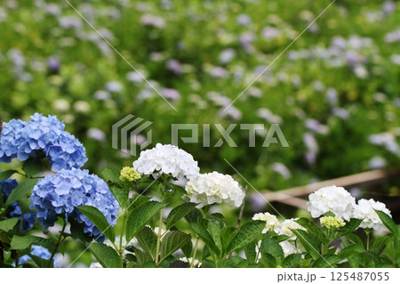 白い紫陽花 125487055