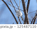 シマエナガ 125487110