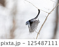シマエナガ 125487111