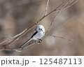 シマエナガ 125487113