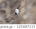 シマエナガ 125487115