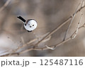 シマエナガ 125487116