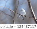 シマエナガ 125487117