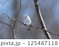 シマエナガ 125487118