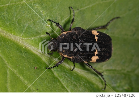 生き物　昆虫　クロハナムグリ、体長は十二～十五ミリほど。前胸背の模様は個体差が多いようです 125487120