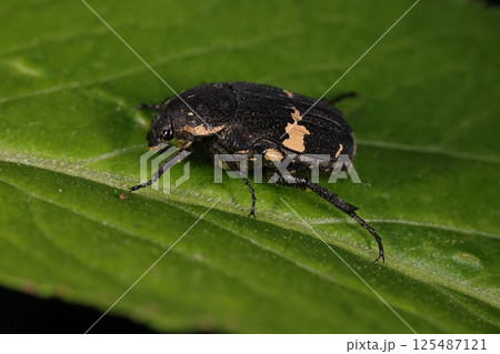 生き物　昆虫　クロハナムグリ、成虫の餌は花の蜜や花粉。バラの花を傷つけて園芸家に嫌われることも 125487121