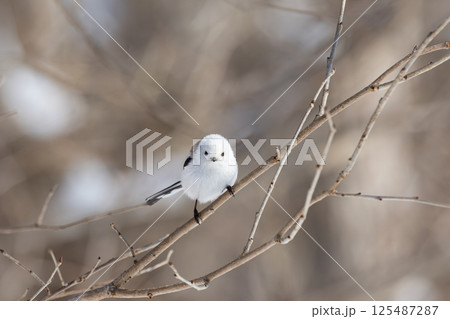 シマエナガ 125487287