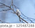 シマエナガ 125487288