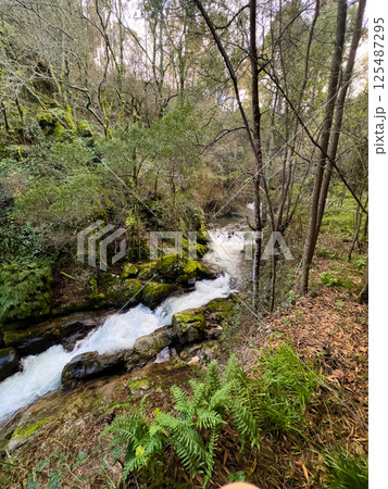 River Through the Forest 125487295